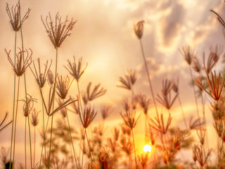 Obraz na płótnie Canvas flower grass on sunset