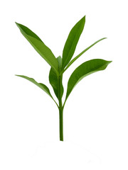 young leaves  on white background