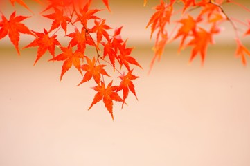 赤いもみじ./モミジの背景は白い壁です.