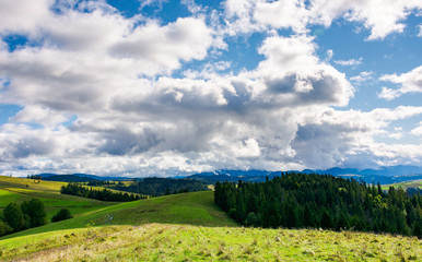 spruce forests of carpathian mountains. beautiful autumn landscape with dramatic cloudscape