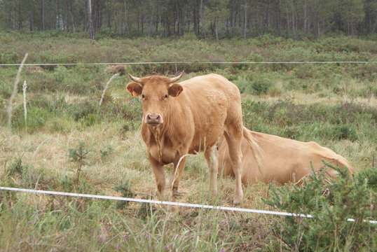 Vaca ternera joven y vacas adultas marrones rubias gallegas en monte verde y bosque en d&iacute;a nublado. Ganado vacuno de raza aut&oacute;ctona de aldea de Melide, Galicia, Espa&ntilde;a. Ganader&iacute;a extensiva sostenible.
