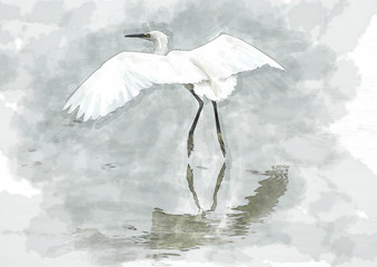 water color of bird.