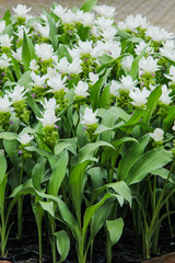 Siam Tulip white flower