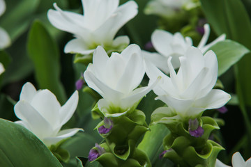 Siam Tulip white flower