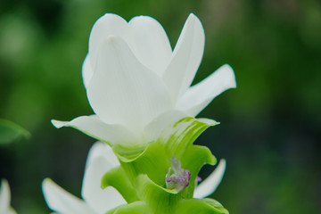 Fototapeta premium Siam Tulip white flower