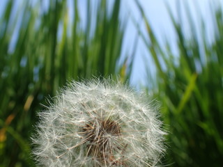 綿毛を囲う稲穂