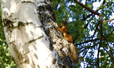 Lovely American Red Squirrel holding a large pine cone in its mouth, Espoo, Finland, Europe
