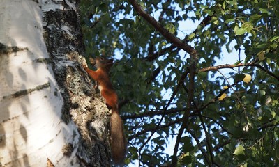 Lovely American Red Squirrel holding a large pine cone in its mouth, Espoo, Finland, Europe