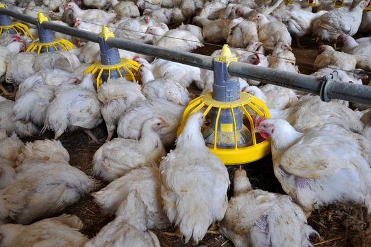 Broiler chickens near feeders_4