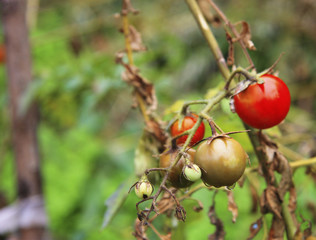 Red and green tomato growing  in the vegetable garden