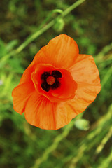 Fototapeta premium Poppy flower on the field of wheat summertime