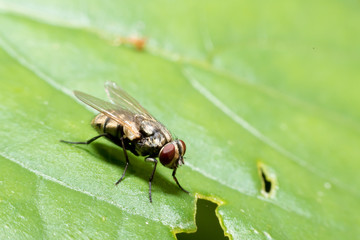 Close up of Housefly on a leaf 