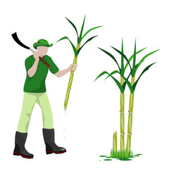 agriculturist harvest sugarcane vector design