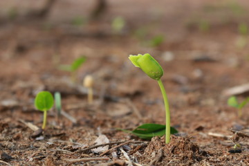 Germinating seeds on the soil ground