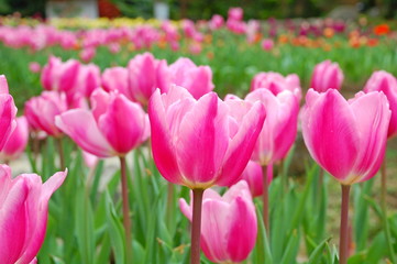 Fototapeta premium Kolorowe tulipany kwitnące wiosną w dolinie w Taoyuan na Tajwanie