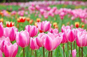 Colorful Tulips flowers blooming in Spring at a valley in Taoyuan, Taiwan