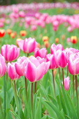 Colorful Tulips flowers blooming in Spring at a valley in Taoyuan, Taiwan