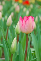 Colorful Tulips flowers blooming in Spring at a valley in Taoyuan, Taiwan