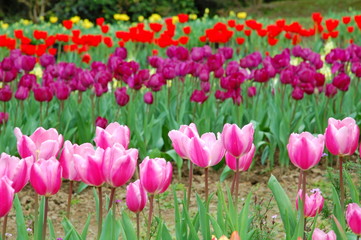 Obraz premium Colorful Tulips flowers blooming in Spring at a valley in Taoyuan, Taiwan
