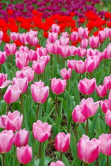 Colorful Tulips flowers blooming in Spring at a valley in Taoyuan, Taiwan