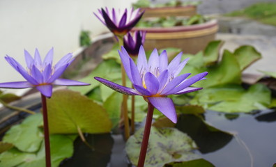 Purple lotus in the basin