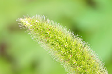 bristlegrass