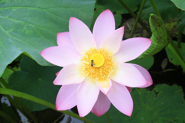 lotus
