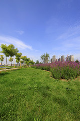 green trees and path in a park