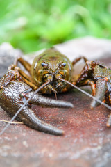 Live European crayfish