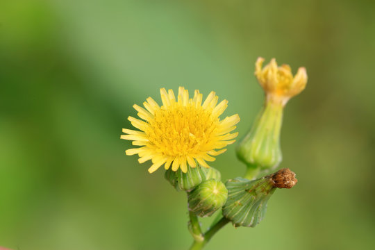 ixeris chinensis