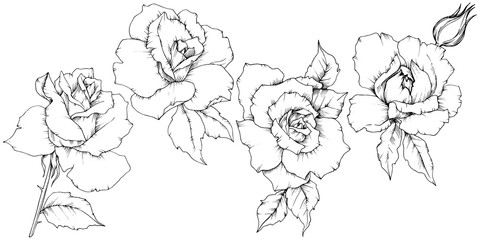 Rose flower in a vector style isolated. Full name of the plant: rose. Vector flower for background, texture, wrapper pattern, frame or border.