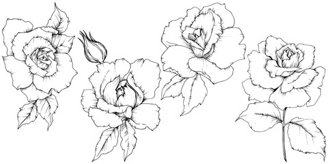 Rose flower in a vector style isolated. Full name of the plant: rose. Vector flower for background, texture, wrapper pattern, frame or border.