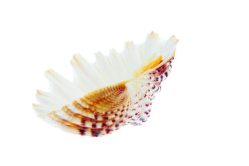 Obraz premium Color shells