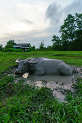 Fototapeta na wymiar Wildlife Buffalo muddy body in muddy place.