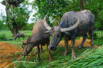 Obraz premium Wildlife Buffalo muddy body eating grass.