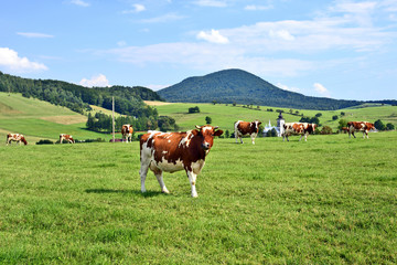 Fototapeta na wymiar Rural composition. Cows grazing on green meadow in Low Beskids (Beskid Niski), Poland