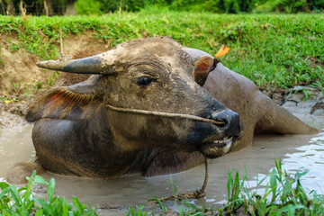 Wildlife Buffalo muddy body in muddy place