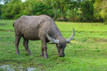 Obraz premium Wildlife Buffalo muddy body