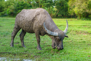 Fototapeta premium Wildlife Buffalo muddy body