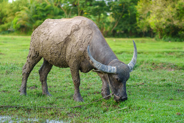 Obraz premium Wildlife Buffalo muddy body