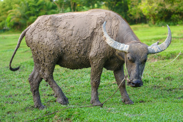 Obraz premium Wildlife Buffalo muddy body