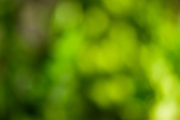 Green Bokeh in the Backyard.