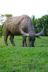 Obraz premium Wildlife Buffalo muddy body