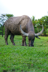 Obraz premium Wildlife Buffalo muddy body