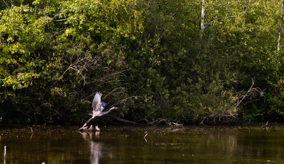 heron taking off