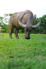 Wildlife Buffalo muddy body