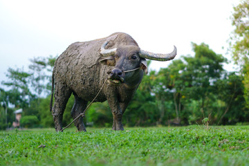 Obraz premium Wildlife Buffalo muddy body