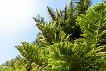 Close up pine leaves with blue sky.