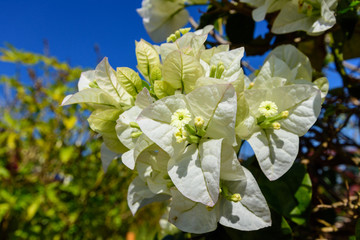 White Paper flower with blue sky..