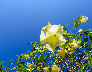 Datura white with blue sky on the  mountain..